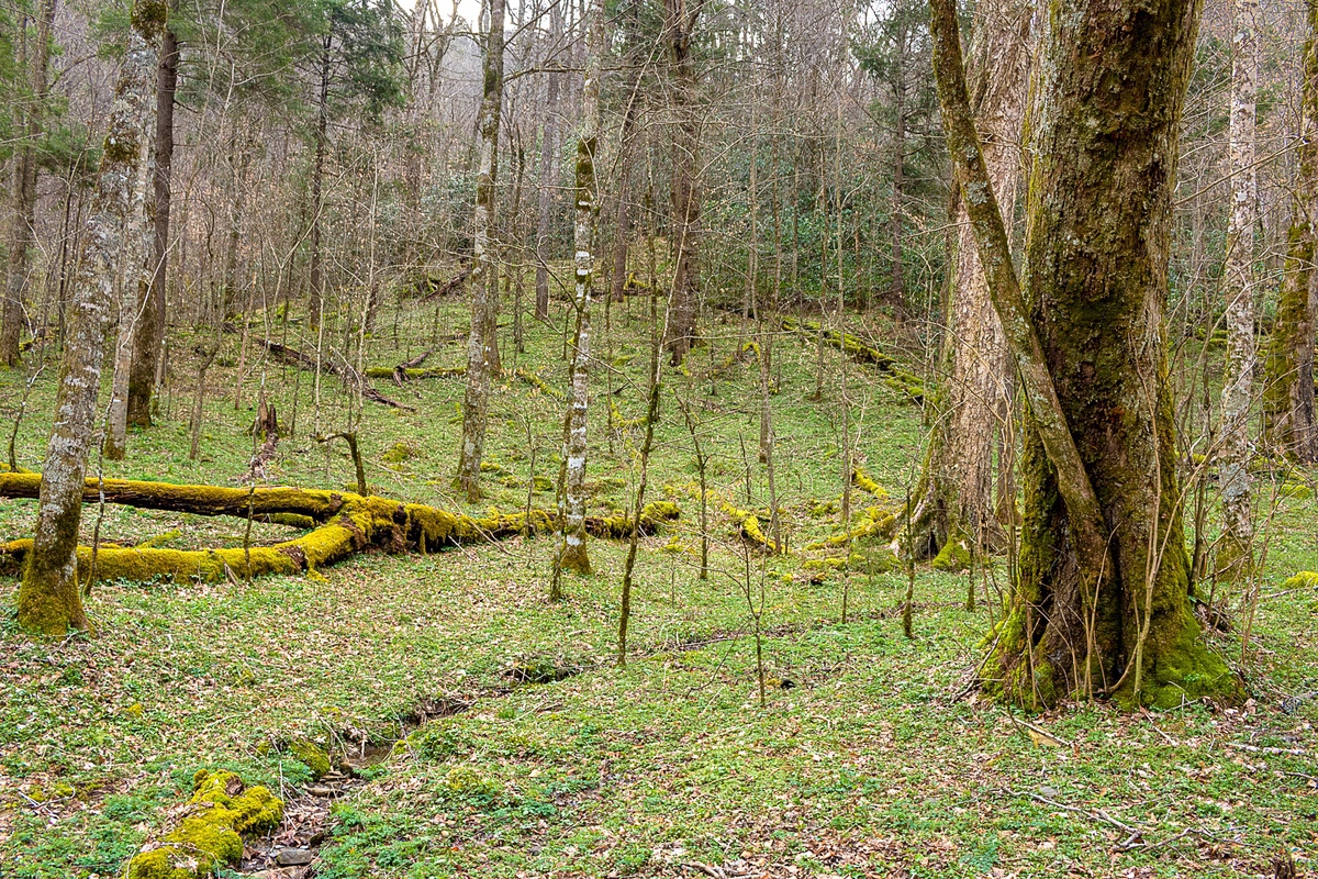 green forest floor in early spring on Chimney Tops Trail