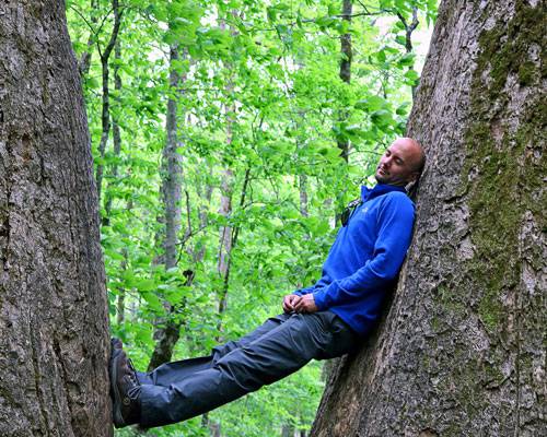 man laying across two enormous trees in Joyce Kilmer Memorial Forest near Robbinsville NC